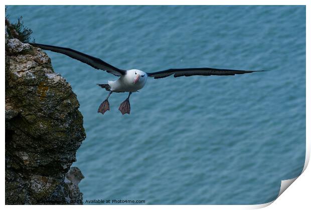 Black browed Albatross RSPB Bempton Cliffs East Yorkshire England Print by Russell Finney