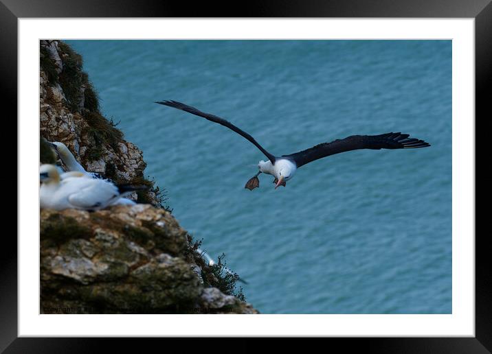 Black browed Albatross RSPB Bempton Cliffs East Yorkshire England Framed Mounted Print by Russell Finney
