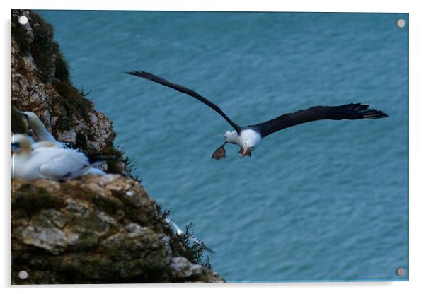 Black browed Albatross RSPB Bempton Cliffs East Yorkshire England Acrylic by Russell Finney