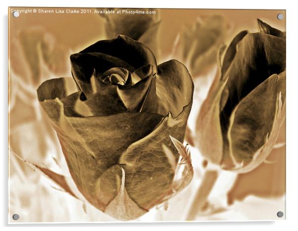 chocolate roses Acrylic by Sharon Lisa Clarke
