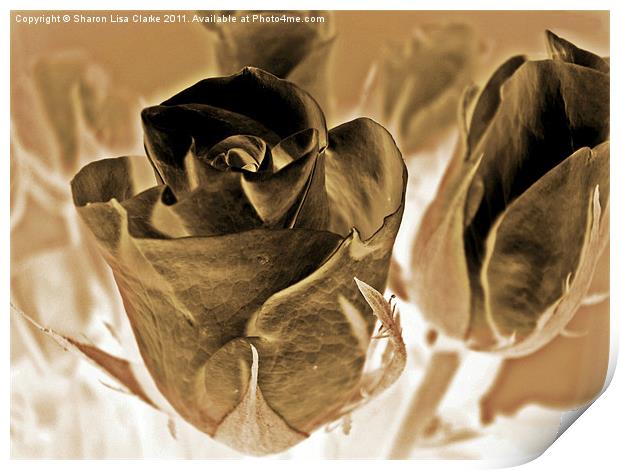 chocolate roses Print by Sharon Lisa Clarke