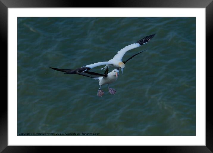 Black browed Albatross RSPB Bempton Cliffs East Yorkshire England Framed Mounted Print by Russell Finney