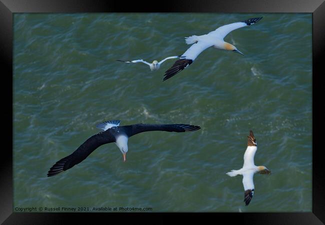 Black browed Albatross RSPB Bempton Cliffs East Yorkshire England Framed Print by Russell Finney