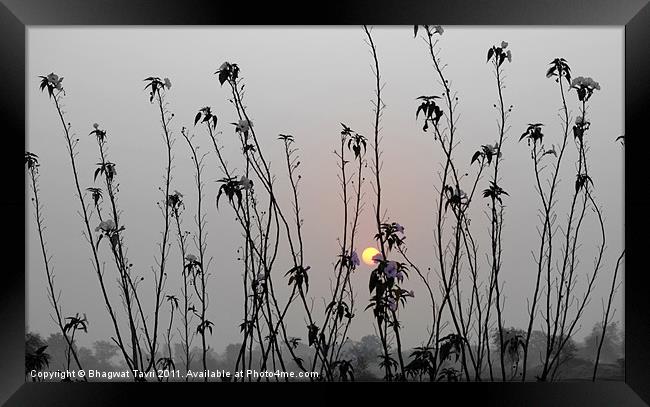 Sun-rise Framed Print by Bhagwat Tavri