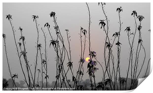 Sun-rise Print by Bhagwat Tavri