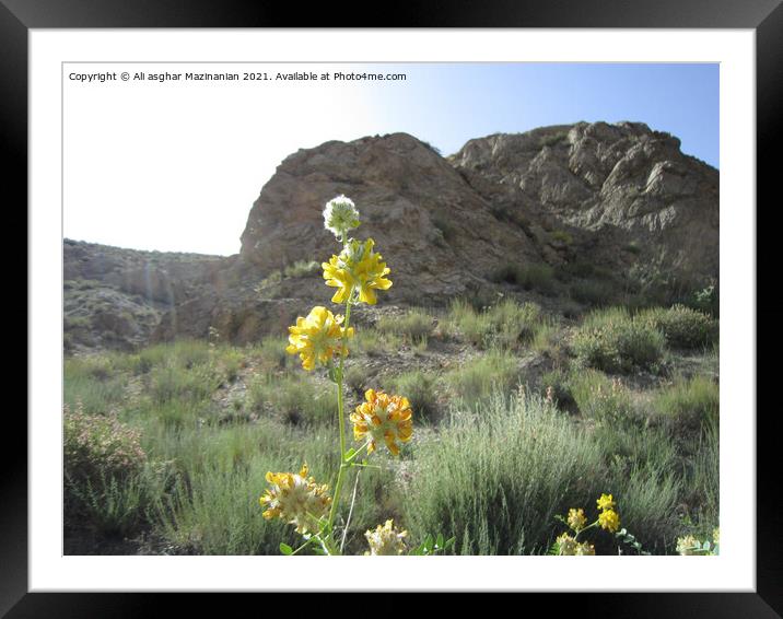 A flower in a field with a mountain in the backgro Framed Mounted Print by Ali asghar Mazinanian