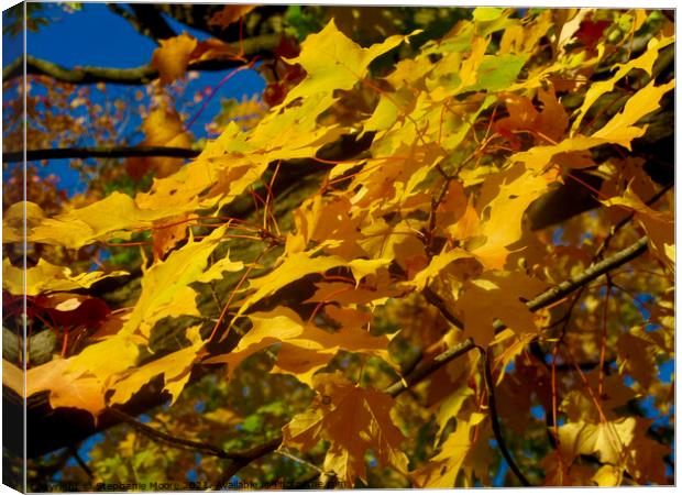 Yellow Maple Leaves Canvas Print by Stephanie Moore