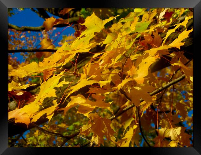 Yellow Maple Leaves Framed Print by Stephanie Moore