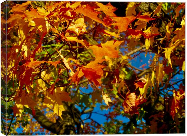Orange and yellow maple leaves Canvas Print by Stephanie Moore