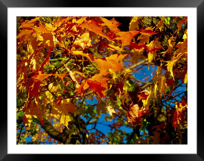 Orange and yellow maple leaves Framed Mounted Print by Stephanie Moore