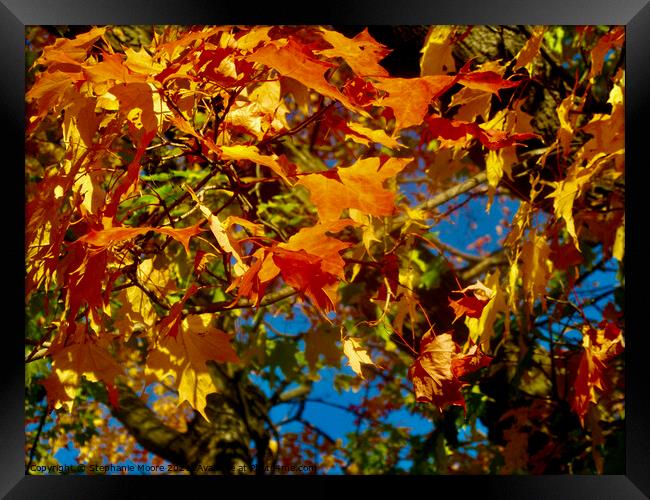 Orange and yellow maple leaves Framed Print by Stephanie Moore