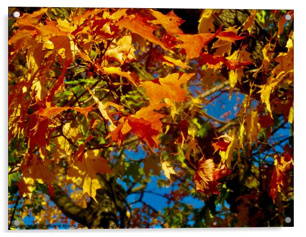 Orange and yellow maple leaves Acrylic by Stephanie Moore