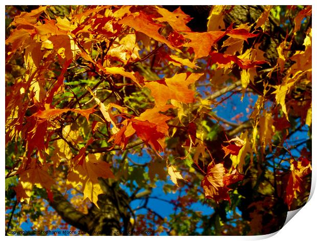 Orange and yellow maple leaves Print by Stephanie Moore