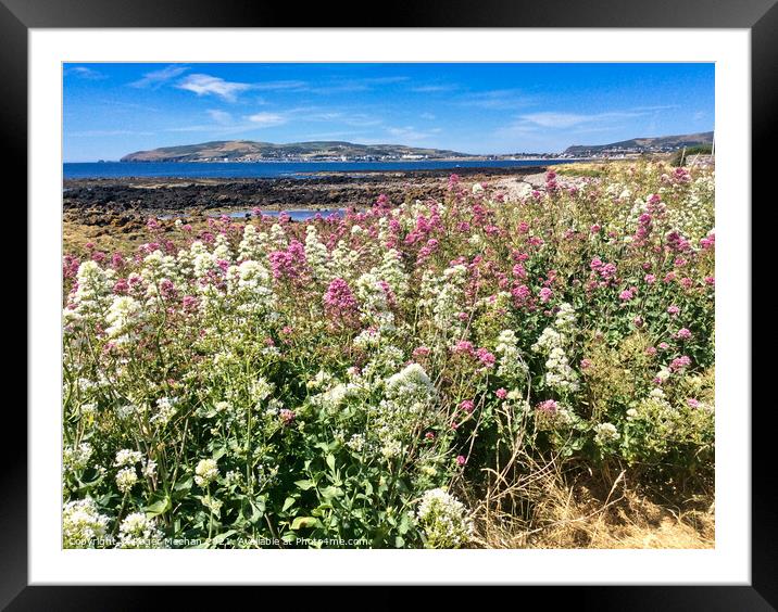 Field of pink and white Valerian flowers and bay Framed Mounted Print by Roger Mechan