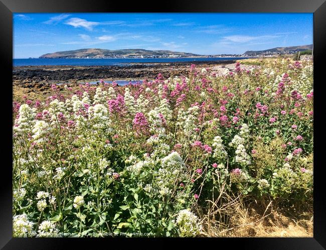 Field of pink and white Valerian flowers and bay Framed Print by Roger Mechan