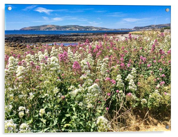 Field of pink and white Valerian flowers and bay Acrylic by Roger Mechan