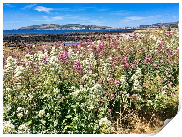 Field of pink and white Valerian flowers and bay Print by Roger Mechan