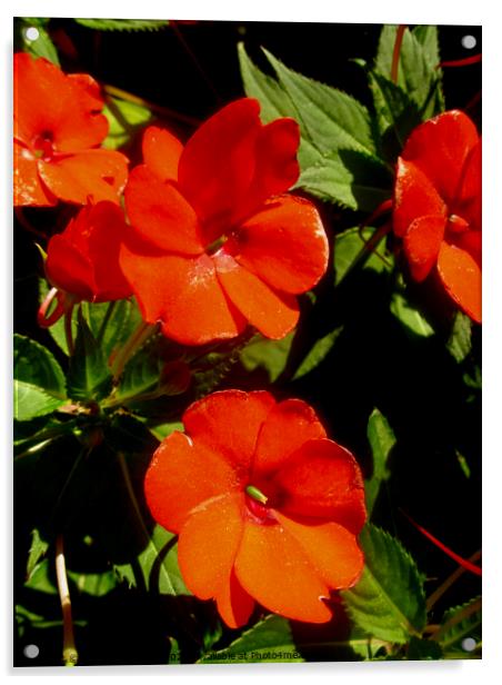 Orange flowers Acrylic by Stephanie Moore