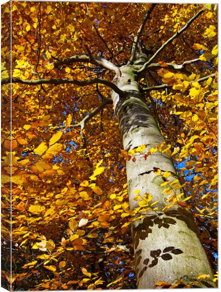 Autumn Glory Canvas Print by Joyce Storey