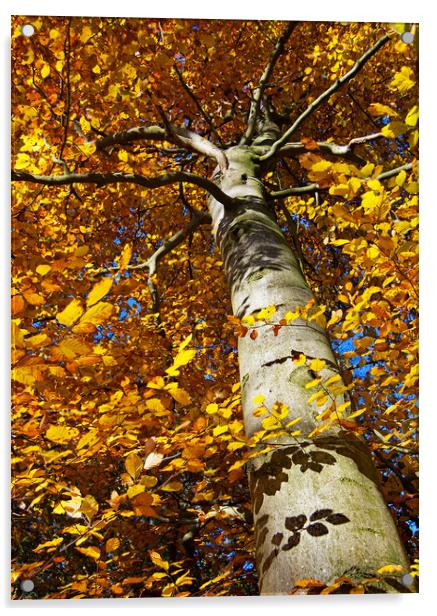 Autumn Glory Acrylic by Joyce Storey