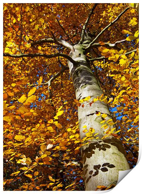 Autumn Glory Print by Joyce Storey