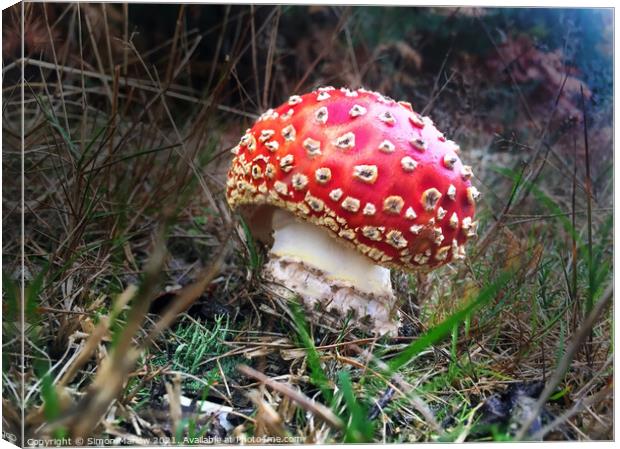 A close up of a Fly Agaric Mushroom Canvas Print by Simon Marlow