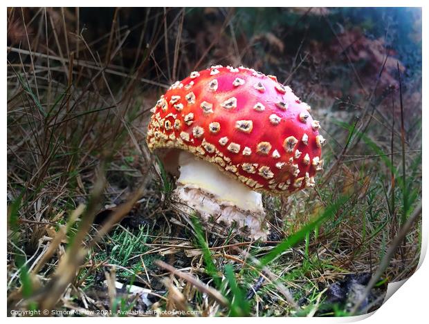 A close up of a Fly Agaric Mushroom Print by Simon Marlow