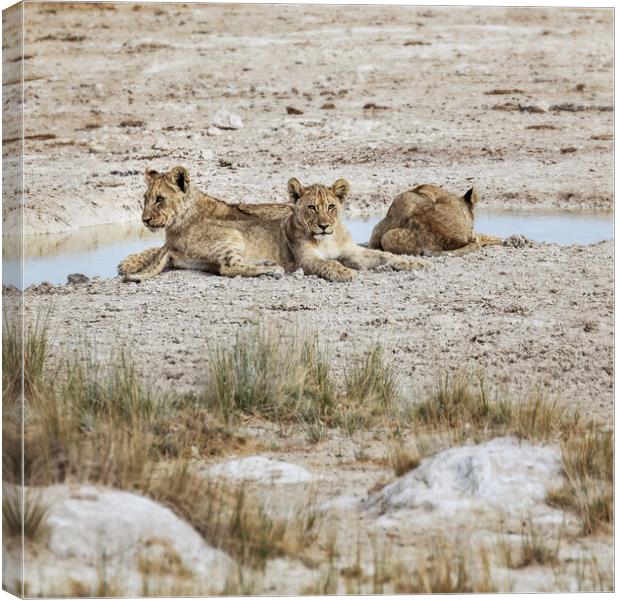 Three Lion Cubs by Sueda Waterhole Canvas Print by Belinda Greb