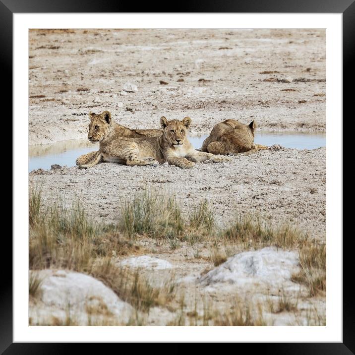 Three Lion Cubs by Sueda Waterhole Framed Mounted Print by Belinda Greb
