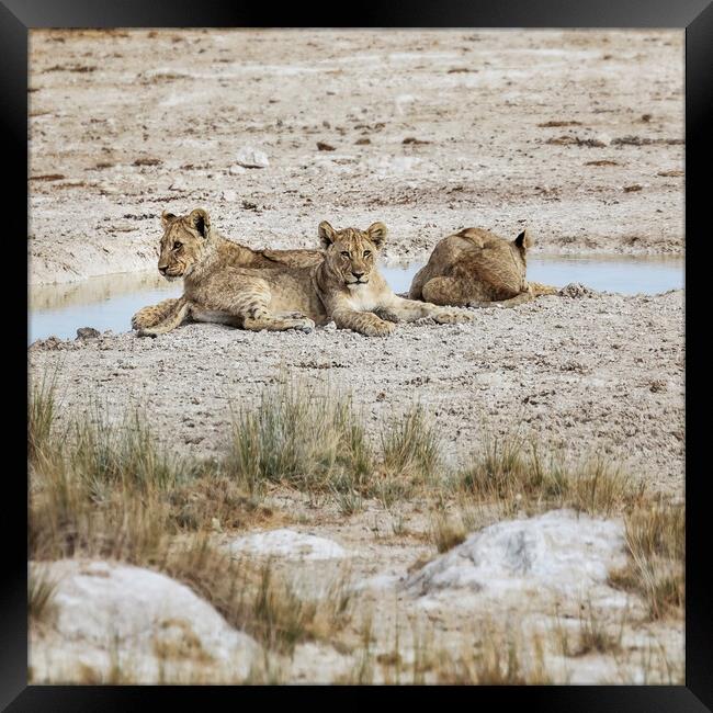 Three Lion Cubs by Sueda Waterhole Framed Print by Belinda Greb