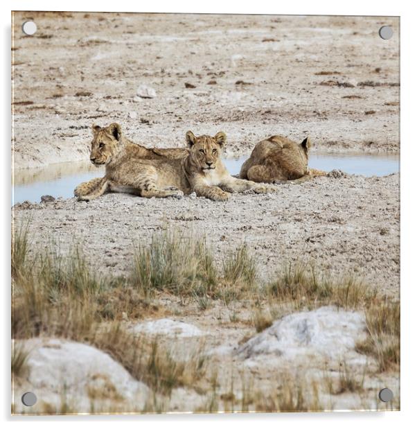 Three Lion Cubs by Sueda Waterhole Acrylic by Belinda Greb