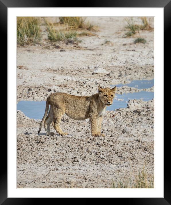 Lion Cub At Sueda Waterhole Framed Mounted Print by Belinda Greb