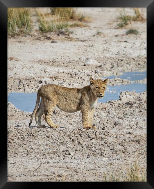 Lion Cub At Sueda Waterhole Framed Print by Belinda Greb