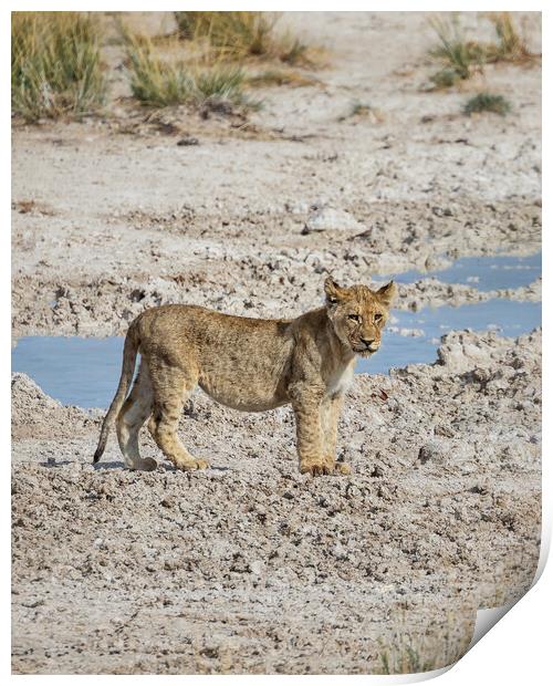 Lion Cub At Sueda Waterhole Print by Belinda Greb