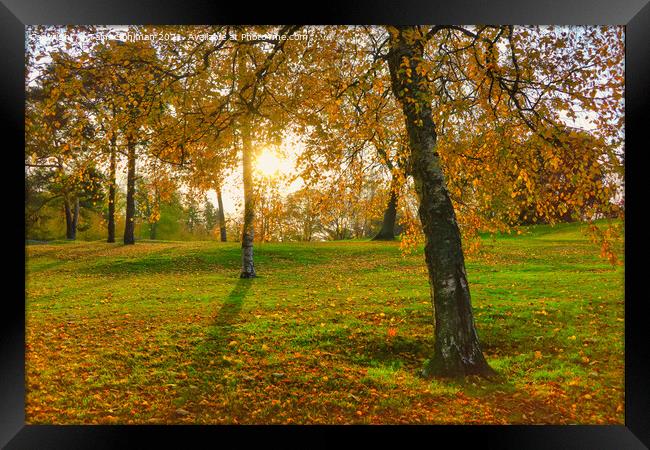 Colourful Birch Trees in Autumn Framed Print by Taina Sohlman