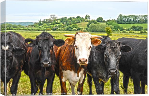 Interested Cows Canvas Print by Philip Gough