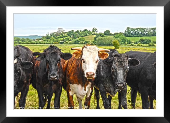 Interested Cows Framed Mounted Print by Philip Gough