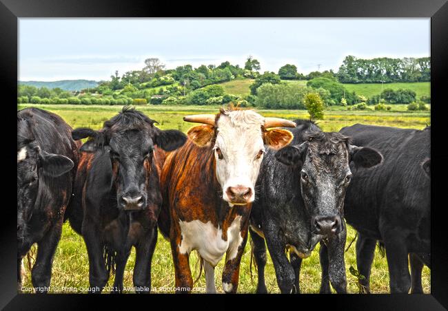 Interested Cows Framed Print by Philip Gough
