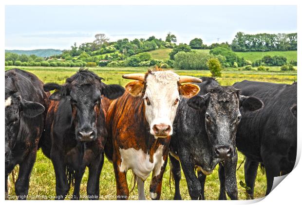 Interested Cows Print by Philip Gough