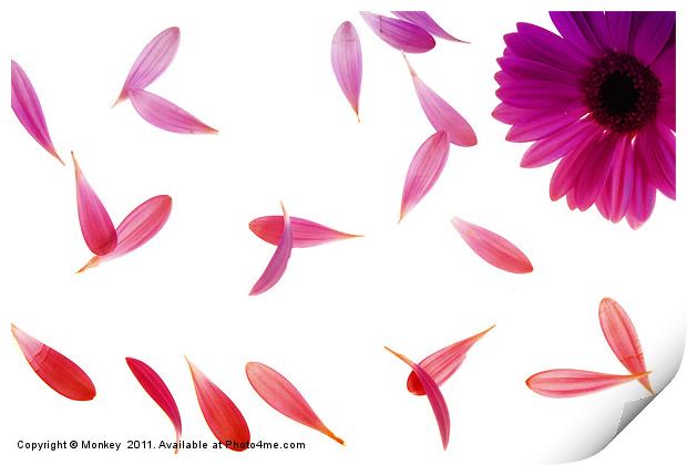 Pretty Falling Petals Print by Anthony Michael 