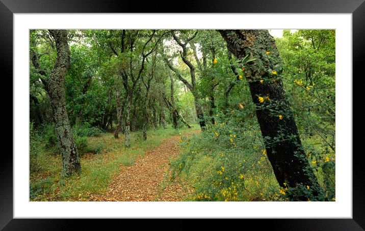 Leafy path in a Spanish Wood Framed Mounted Print by Greg Marshall