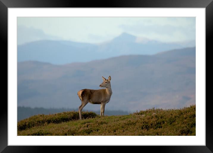 Red Deer Hind Framed Mounted Print by Macrae Images