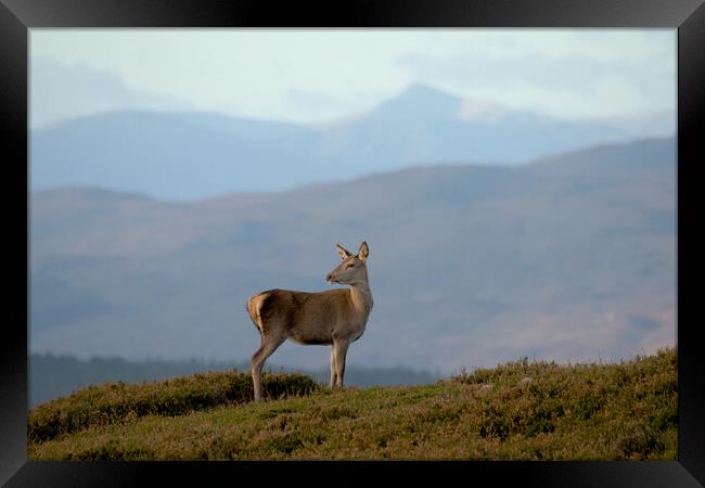 Red Deer Hind Framed Print by Macrae Images
