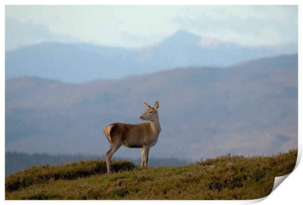 Red Deer Hind Print by Macrae Images