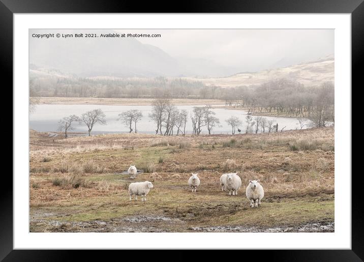 Sheep on the Banks of Loch Awe Scotland Framed Mounted Print by Lynn Bolt