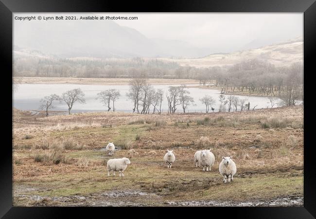 Sheep on the Banks of Loch Awe Scotland Framed Print by Lynn Bolt