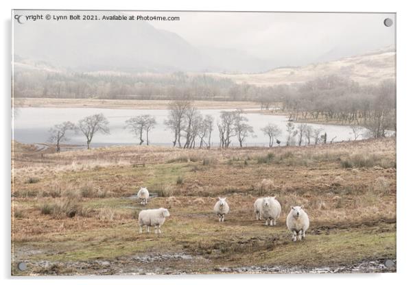 Sheep on the Banks of Loch Awe Scotland Acrylic by Lynn Bolt