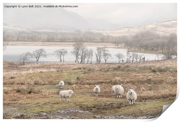 Sheep on the Banks of Loch Awe Scotland Print by Lynn Bolt