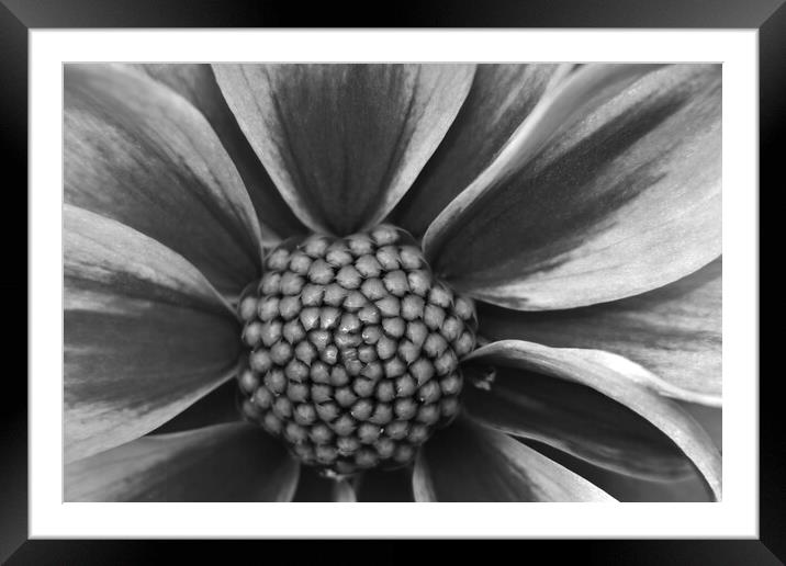 Close-up of a Dahlia 'Amazon' Framed Mounted Print by Susan Snow