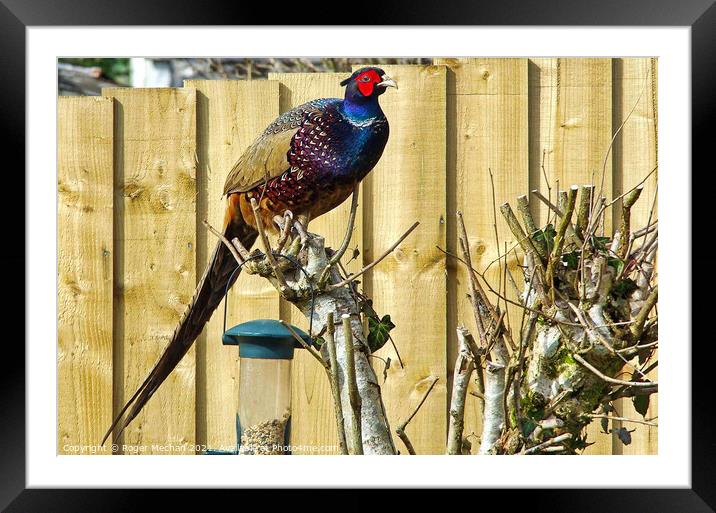 Cock pheasant standing on a tree trunk Framed Mounted Print by Roger Mechan